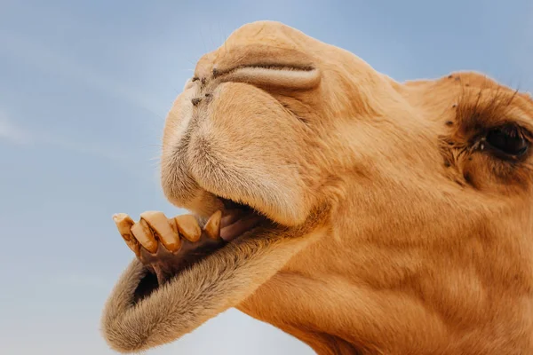 Camel in Israel desert, funny close up