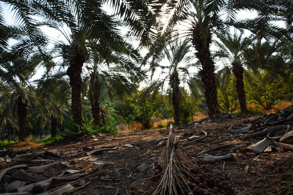 Palmeras Con Muchas Fechas Israel — Foto de Stock