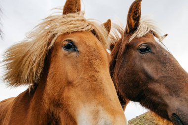 Komik atları rüzgarlı havalarda, İzlanda