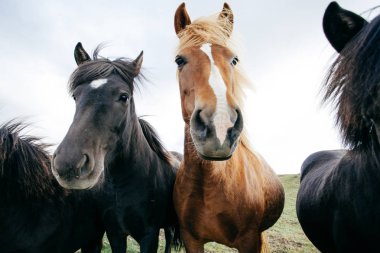 Komik atları rüzgarlı havalarda, İzlanda