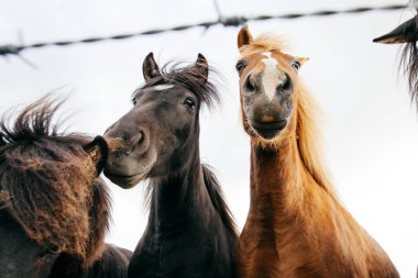 Komik atları rüzgarlı havalarda, İzlanda