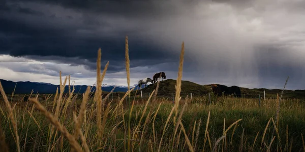 Hästar Fält Island Regnigt Väder — Stockfoto