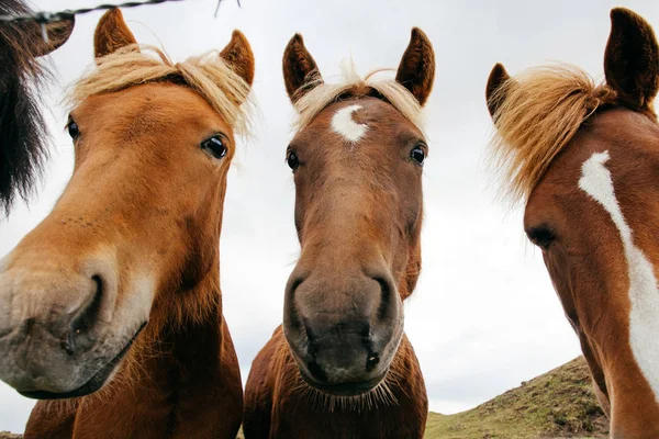 Caballos Divertidos Tiempo Ventoso Islandia — Foto de Stock