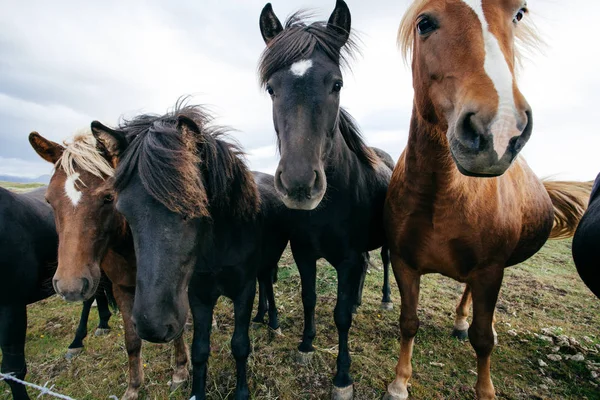 Забавные Лошади Ветреную Погоду Исландия — стоковое фото