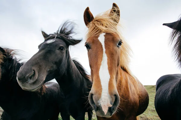 Chevaux Drôles Par Temps Venteux Islande — Photo