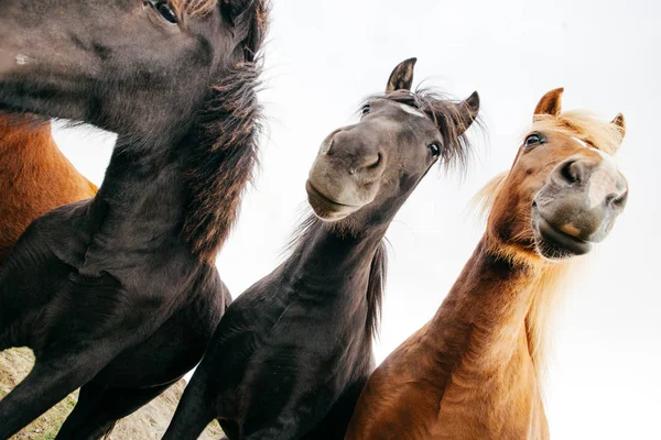 Cavalos Engraçados Tempo Ventoso Islândia — Fotografia de Stock