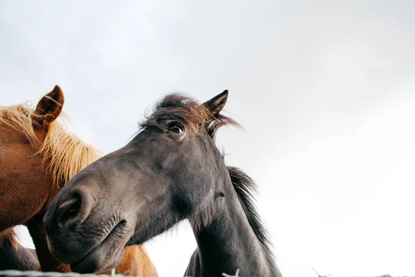 Cavalli Divertenti Tempo Ventoso Islanda — Foto Stock