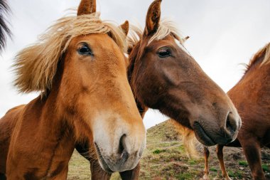 Komik atları rüzgarlı havalarda, İzlanda