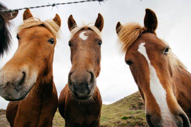 Komik atları rüzgarlı havalarda, İzlanda