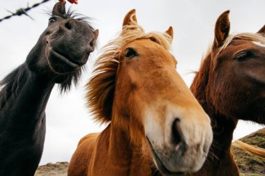 Komik atları rüzgarlı havalarda, İzlanda