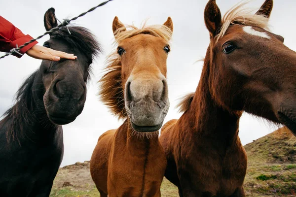 Lustige Pferde Bei Windigem Wetter Island — Stockfoto