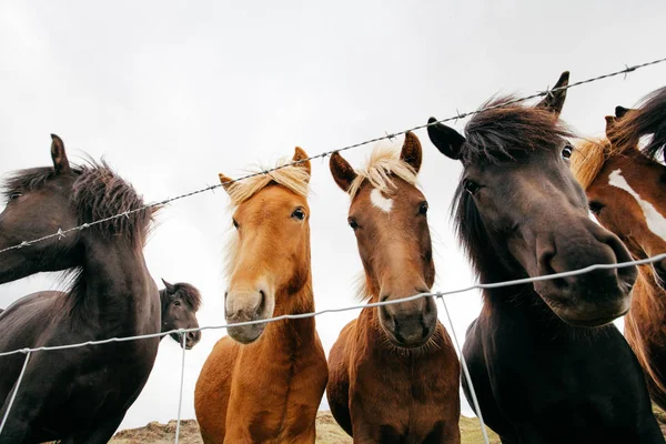 Grappige Paarden Bij Winderig Weer Ijsland — Stockfoto