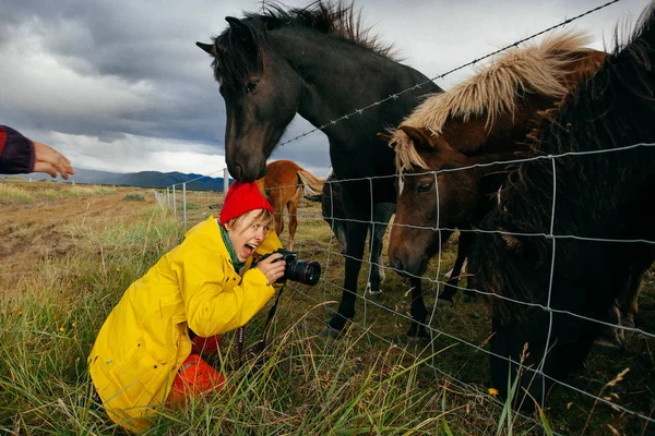 Женщина Туристка Яркой Одежде Красивыми Лошадьми Исландия — стоковое фото