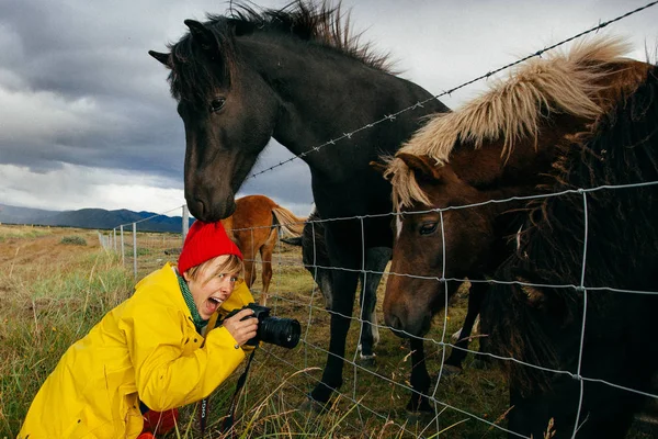 Женщина Туристка Яркой Одежде Красивыми Лошадьми Исландия — стоковое фото