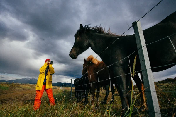 Mujer Turista Ropa Brillante Con Hermosos Caballos Islandia —  Fotos de Stock