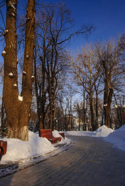 Gränd i park i vintertid i Kiev, Ukraina — Stockfoto