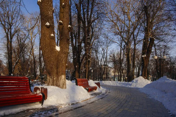 Gränd i park i vintertid i Kiev, Ukraina — Stockfoto