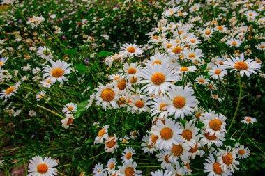 Vahşi papatya çiçekleri yaz başında alınır.