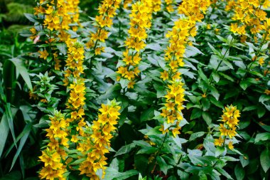 Yaz mevsiminin başlarında sarı çiçekler, çiçekli arka plan.