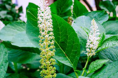 Yazın başlarında güzel orman çiçekleri ve çimenler