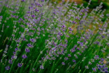 Güzel kokulu lavanta çiçekleri tarlada, botanik bahçesinde