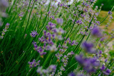 Güzel kokulu lavanta çiçekleri tarlada, botanik bahçesinde