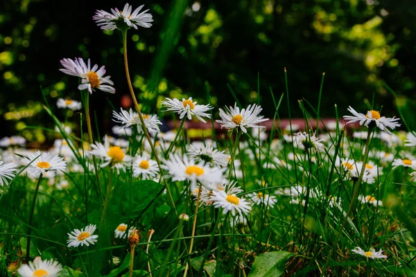 Wild Camomiles Flowers Field Taken Early Summer — Stock Photo, Image