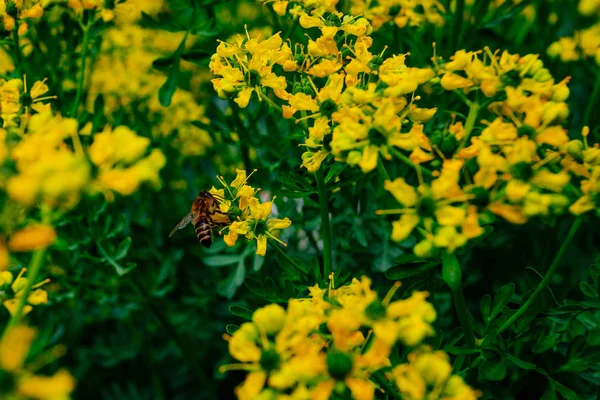 Gele Bloemen Vroege Zomer Veld Bloembed Achtergrond — Stockfoto