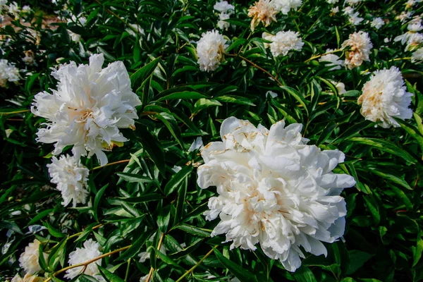Όμορφο Λουλούδι Παιώνιας Που Λαμβάνονται Στο Βοτανικό Κήπο Καλοκαίρι — Φωτογραφία Αρχείου