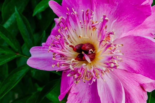 Piękny Kwiat Piwonii Podjęte Ogrodzie Botanicznym Lecie — Zdjęcie stockowe