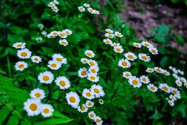 Dzikie Rumianku Kwiaty Pole Podjęte Początku Lata — Zdjęcie stockowe