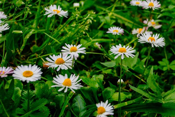 Wilde Kamille Bloemen Veld Genomen Het Begin Van Zomer — Stockfoto