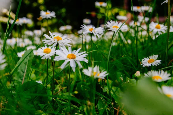 Camomilas Selvagens Campo Flores Tomadas Início Verão — Fotografia de Stock