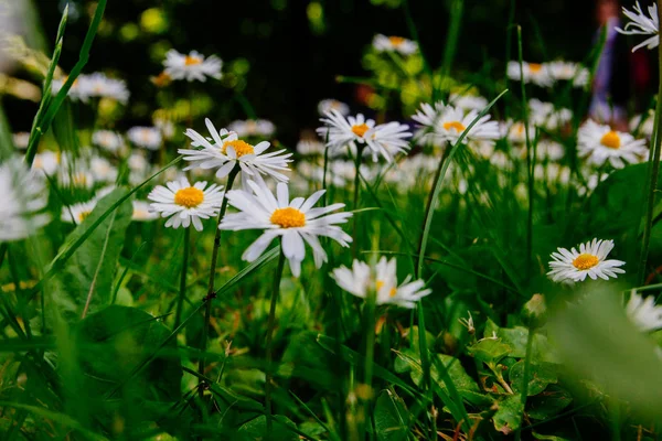 Camomilas Selvagens Campo Flores Tomadas Início Verão — Fotografia de Stock