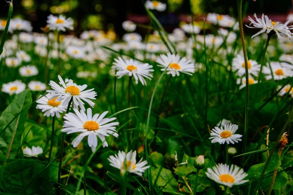 Camomilas Silvestres Campo Flores Tomadas Principios Verano — Foto de Stock