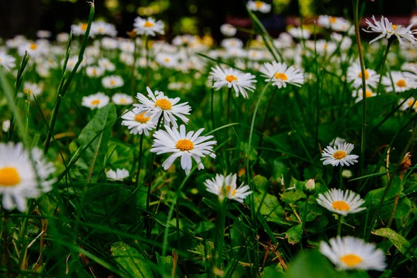 Divoké Heřmánky Květiny Pole Pořízené Začátku Léta — Stock fotografie