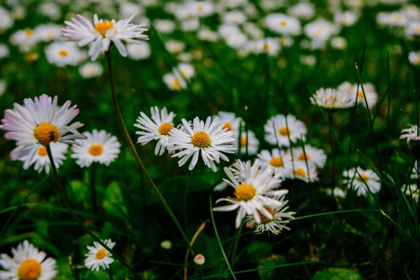 Wilde Kamille Blüht Frühsommer — Stockfoto