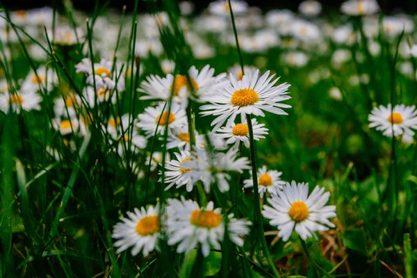 Divoké Heřmánky Květiny Pole Pořízené Začátku Léta — Stock fotografie