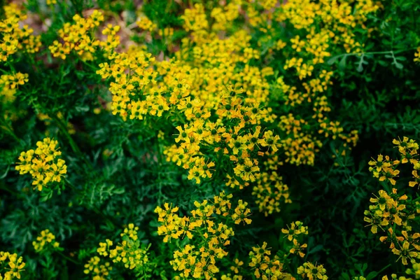 Flores Amarelas Início Verão Campo Fundo Canteiro Flores — Fotografia de Stock