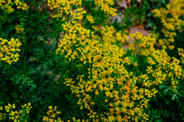 Flores Amarelas Início Verão Campo Fundo Canteiro Flores — Fotografia de Stock