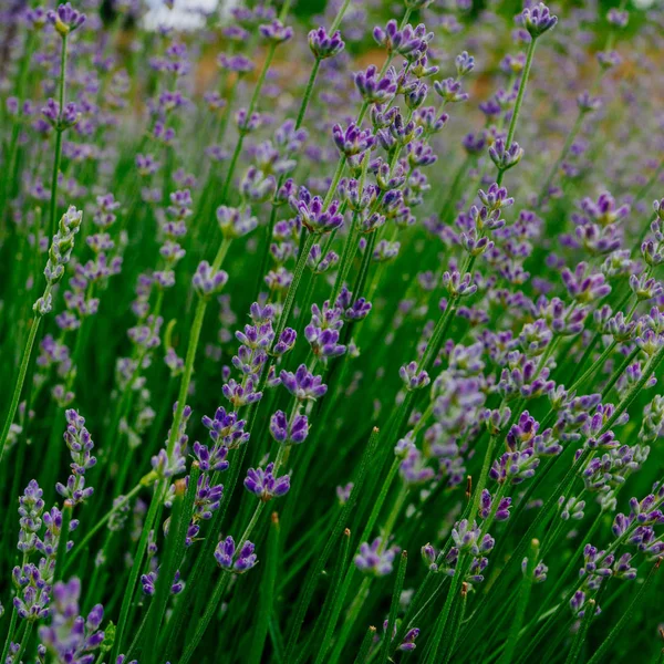 Bellissimi Fiori Lavanda Aromatici Campo Orto Botanico — Foto Stock