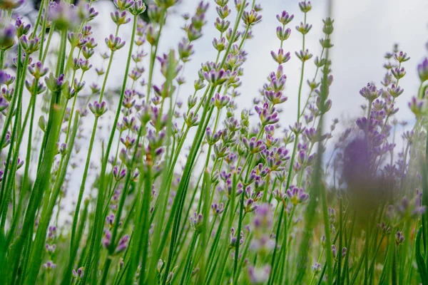 Güzel Kokulu Lavanta Çiçekleri Tarlada Botanik Bahçesinde — Stok fotoğraf