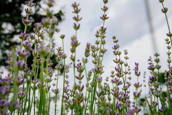 Bellissimi Fiori Lavanda Aromatici Campo Orto Botanico — Foto Stock