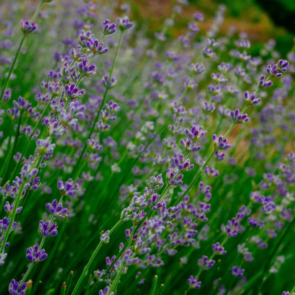 Bellissimi Fiori Lavanda Aromatici Campo Orto Botanico — Foto Stock