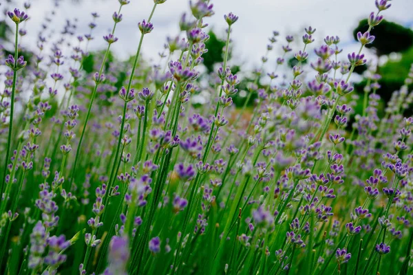 Bellissimi Fiori Lavanda Aromatici Campo Orto Botanico — Foto Stock