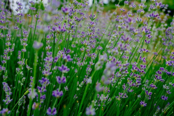 Beautiful Aromatic Lavender Flowers Field Botanical Garden — Stock Photo, Image