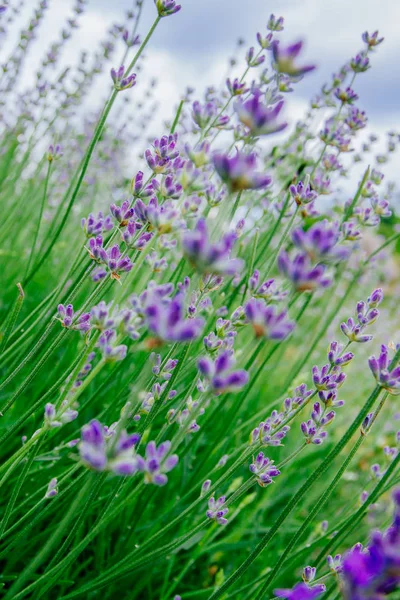 Ароматные Цветы Лаванды Поле Ботанический Сад — стоковое фото