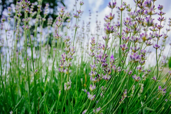 Vackra Aromatiska Lavendel Blommor Fält Botanisk Trädgård — Stockfoto