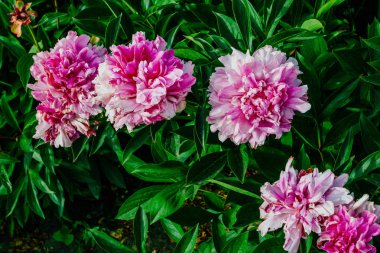 Yazın botanik bahçesinden alınmış güzel şakayık çiçekleri.