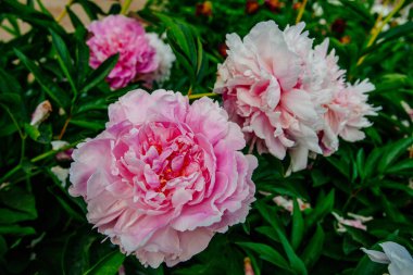 Yazın botanik bahçesinden alınmış güzel şakayık çiçekleri.